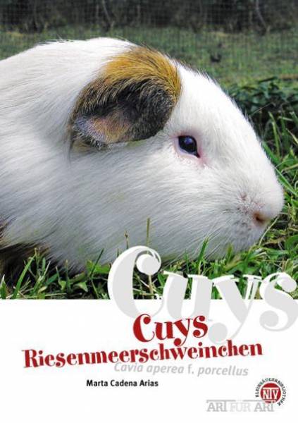 Cuys Riesenmeerschweinchen